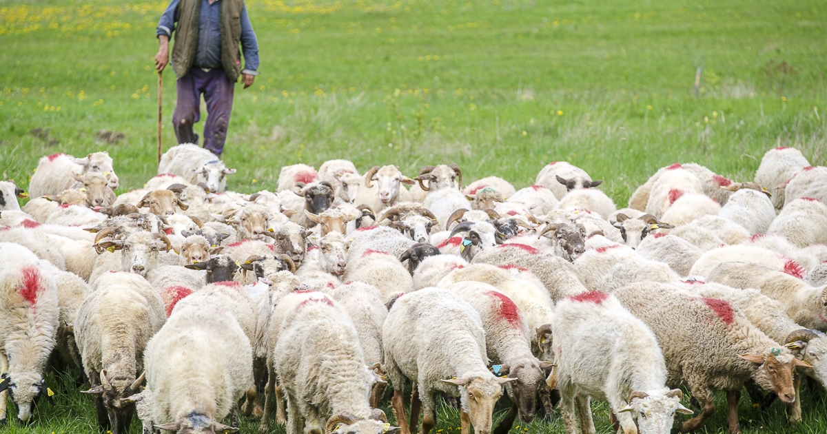 Nem ajánlott a déli megyékből juhot vásárolni!